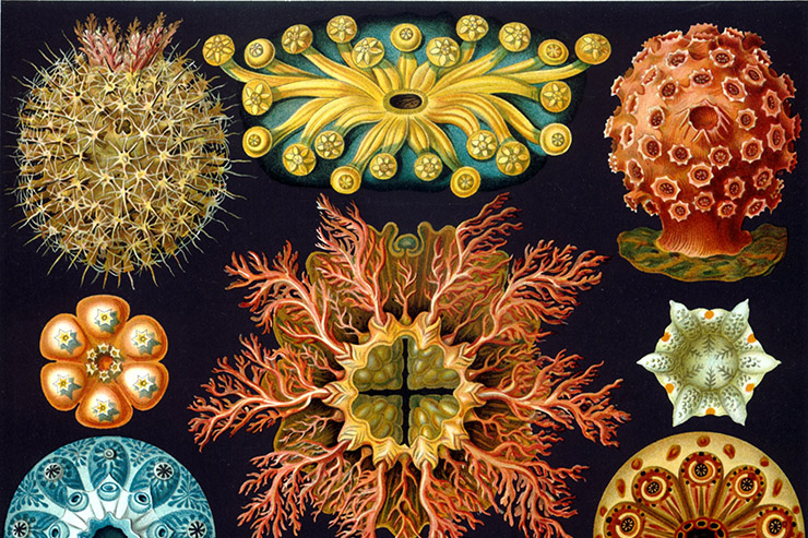 Morphic Resonance & Morphic Fields: Collective Memory & the Habits of Nature
