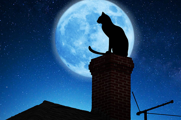 Psychic Pets? The Cat: Walker Between Worlds