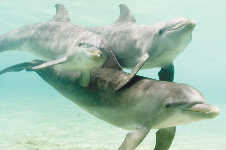 The Soul in the Sea: Re-Uniting with the Dolphins