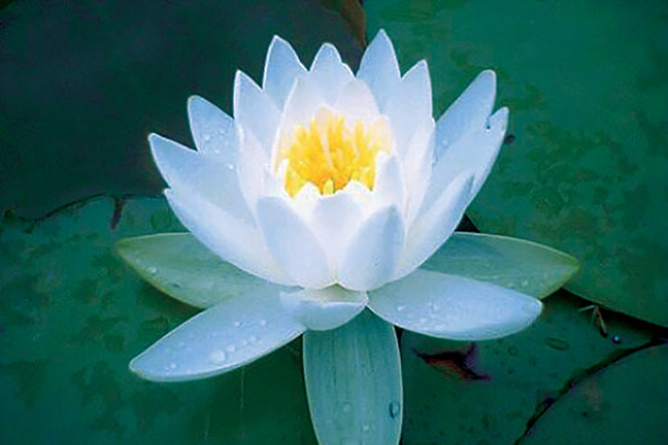 Enlightenment in the East: Misunderstood & Misinterpreted