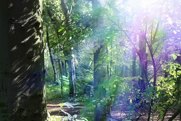 Sacred Plant Healing: Shamanic Medicine & the New Science