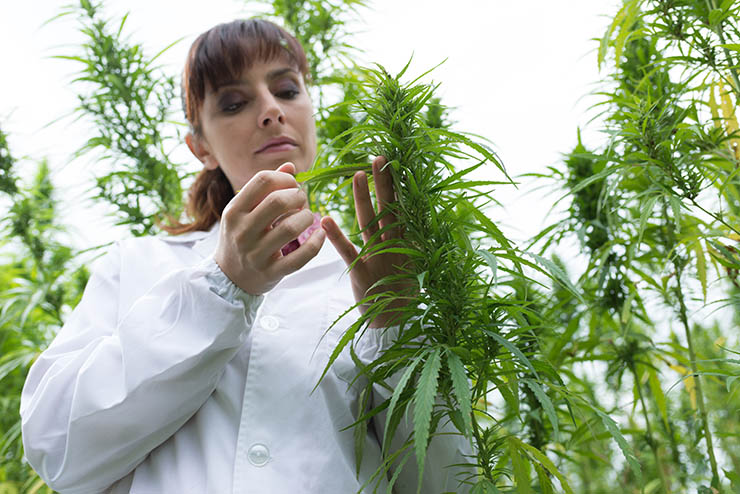 Marijuana Reconsidered: An Interview with Dr. Lester Grinspoon
