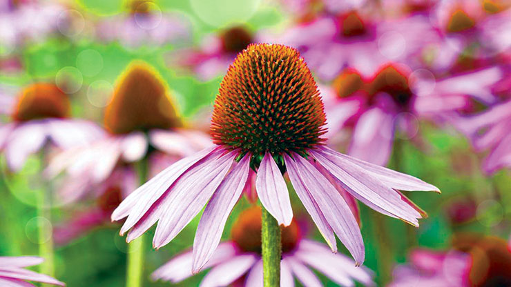 Secrets of Natural Antibiotics & Antivirals
